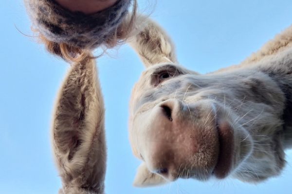 FB_IMG_1769336199583